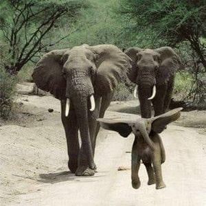 Meet your Posher, Terrie